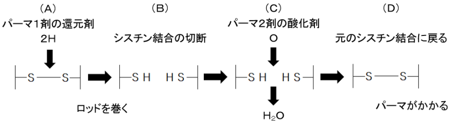 パーマはシスチン結合の還元と酸化の化学反応でパーマがかかります。 パーマはシスチン結合の還元と酸化の化学反応でパーマがかかります。