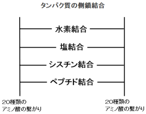 タンパク質の側鎖結合アイキャッチ