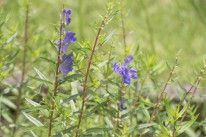 黄芩 オウゴン