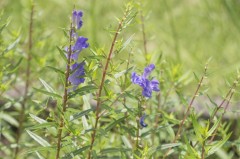 黄芩 オウゴン 黄芩 オウゴン