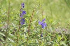 黄芩 オウゴン