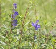 黄芩 オウゴン