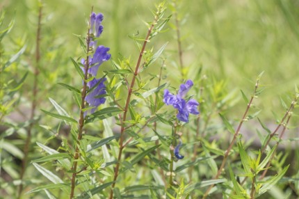 黄芩 オウゴン 黄芩 オウゴン