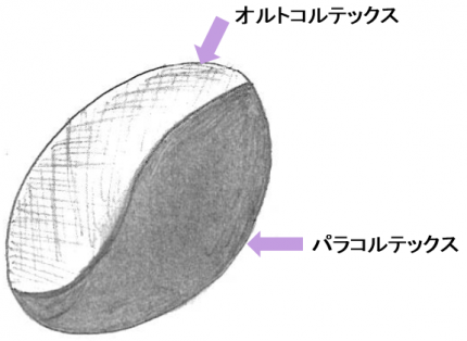 毛髪の断面2