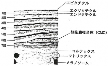 キューティクル