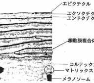 キューティクル