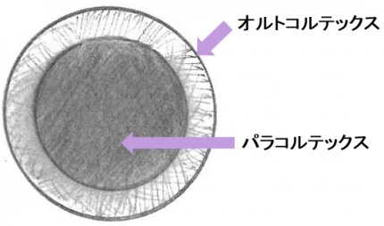 毛髪の断面1